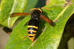 Rhynchium superbum