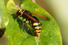 Rhynchium superbum