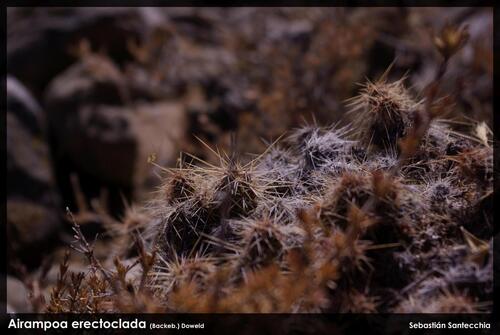 Airampoa erectoclada, photograph 6