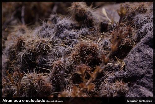 Airampoa erectoclada, photograph 5