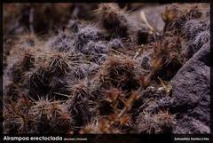 Airampoa erectoclada, photograph author not stated, no rights reserved