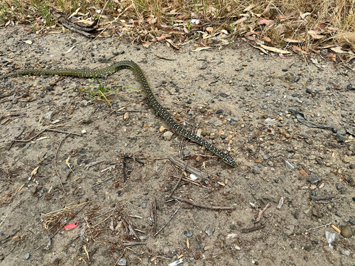 Diamond Python sighting