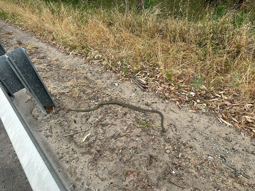 Diamond Python sighting