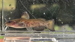 Snail Bullhead photo 2