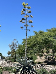 Agave americana - Calflora