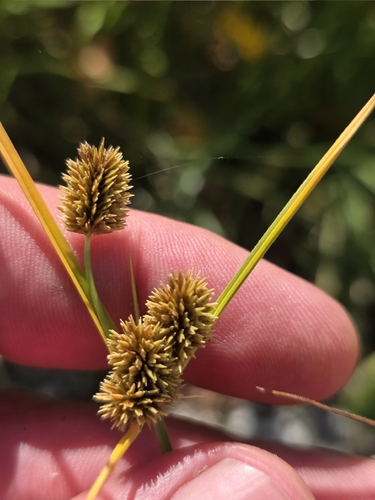 Cyperus ovatus, 2025-10-27
