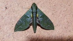 Eumorpha phorbas