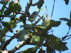 Vireo plumbeus montanus