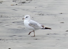 Larus delawarensis