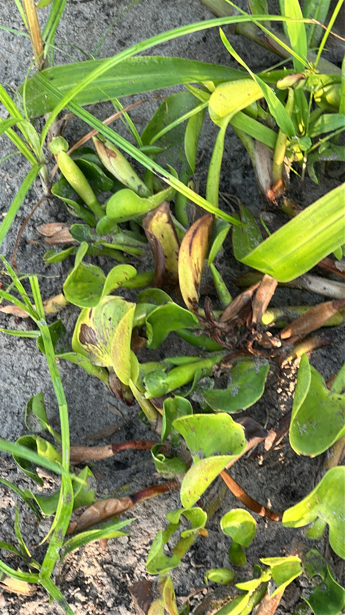 Pontederia crassipes