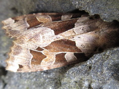 Clavipalpula aurariae