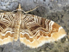 Lobogonodes complicata