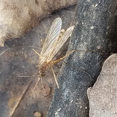 Culiseta inornata