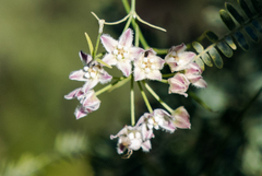 Funastrum