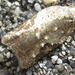 Acleris ulmicola - Photo (c) onidiras-iNaturalist, some rights reserved (CC BY-NC), uploaded by onidiras-iNaturalist