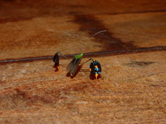 Diactor bilineatus