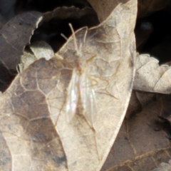 Culiseta inornata