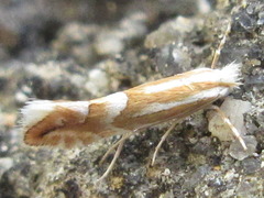 Phyllonorycter ringoniella