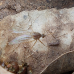Culiseta inornata