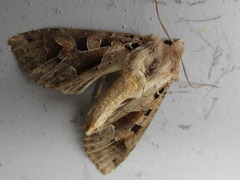 Clavipalpula aurariae