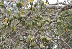 Pongamia pinnata image