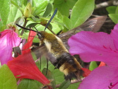 Hemaris affinis