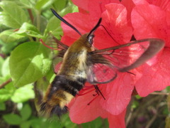 Hemaris affinis