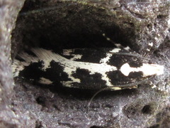 Aroga mesostrepta