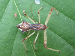 Epidaus tuberosus