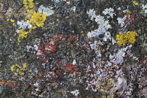 Phaeophyscia rubropulchra