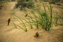 Carex sabulosa