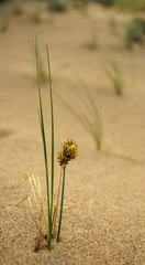 Carex sabulosa