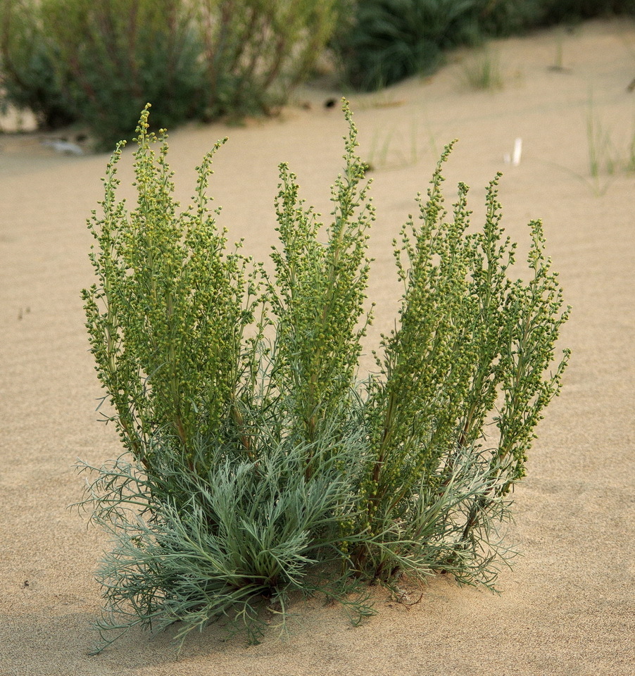 Field Sagewort