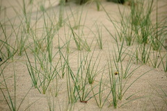 Carex sabulosa