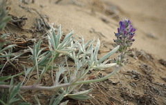 Lupinus kuschei