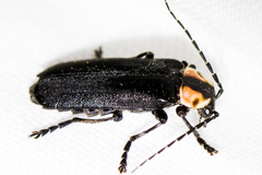 Discodon bipunctatum