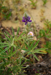 Lupinus kuschei