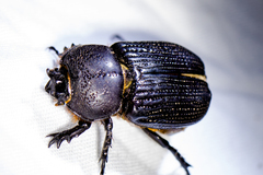 Hemiphileurus illatus