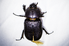 Hemiphileurus illatus