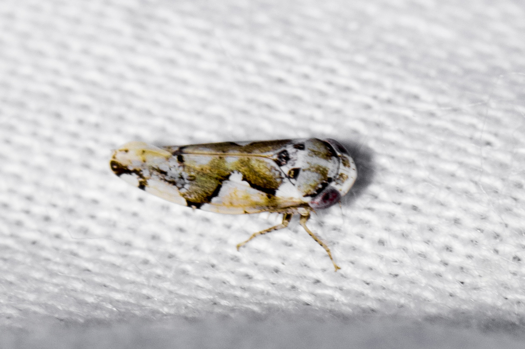 Norvellina perelegantis