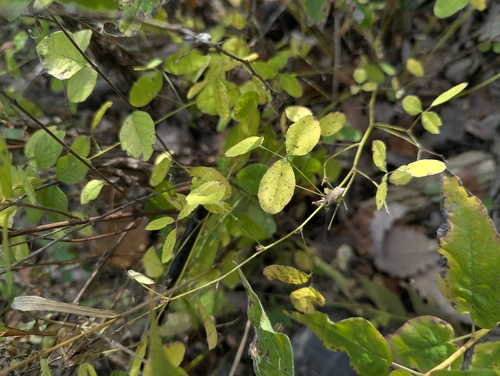 violet bush clover (Lespedeza frutescens)