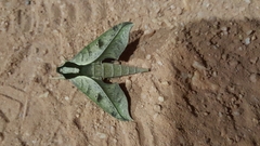 Xylophanes epaphus