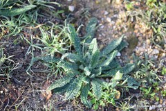 Echium vulgare pustulatum