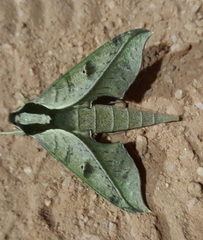 Xylophanes epaphus