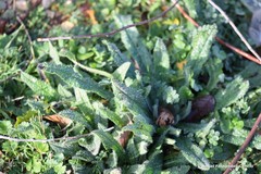 Echium vulgare pustulatum