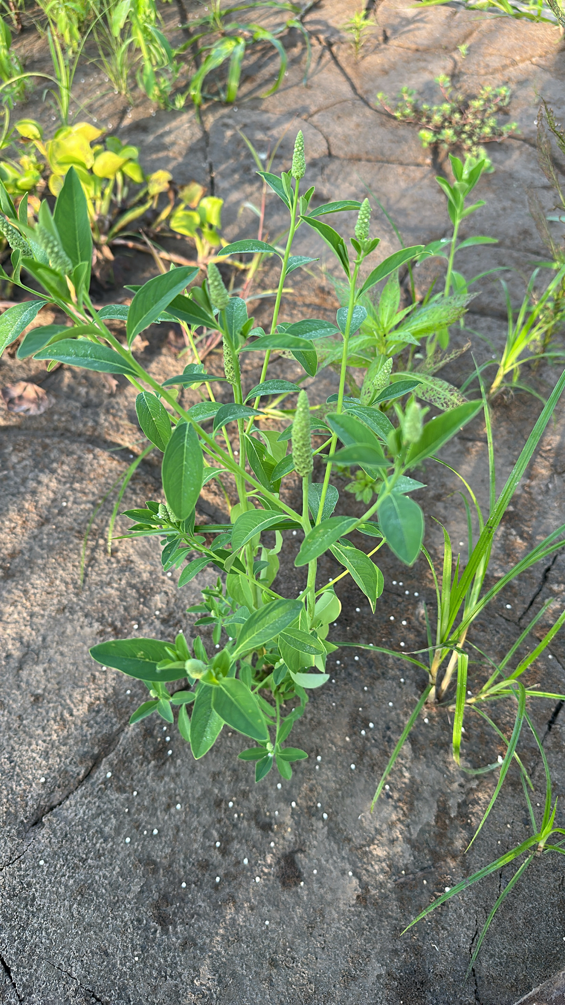Sphenoclea zeylanica