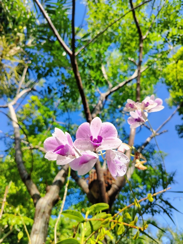 Dendrobium williamsianum Rchb.f.
