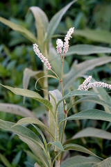 Persicaria attenuata