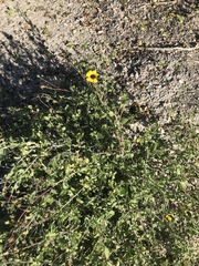 Encelia palmeri