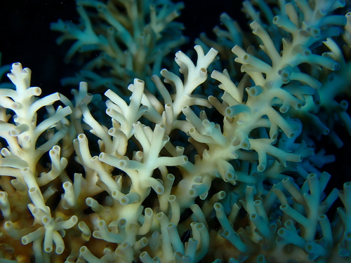 Acropora echinata observed 2025-10-17